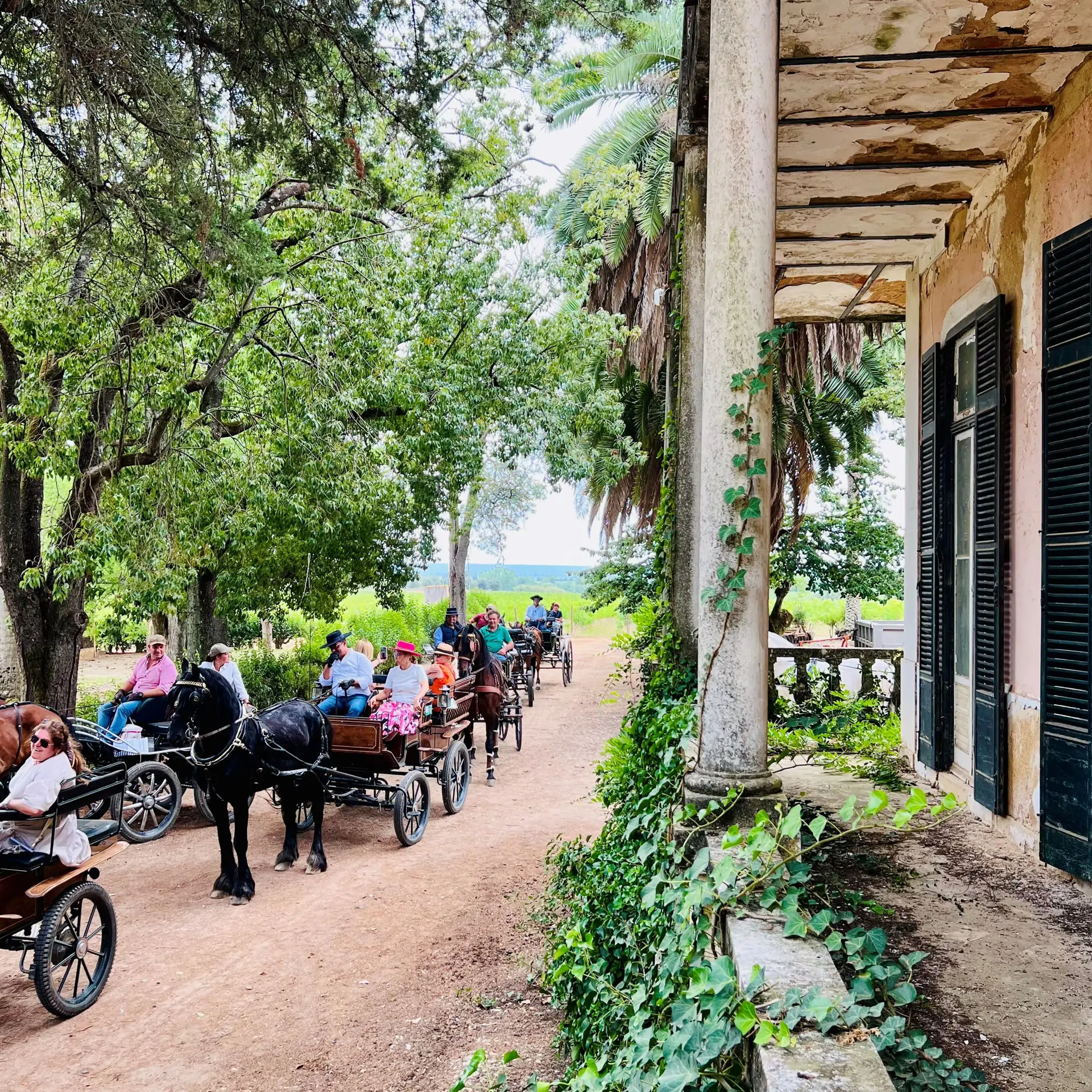 Horse carriage ride through the vineyards