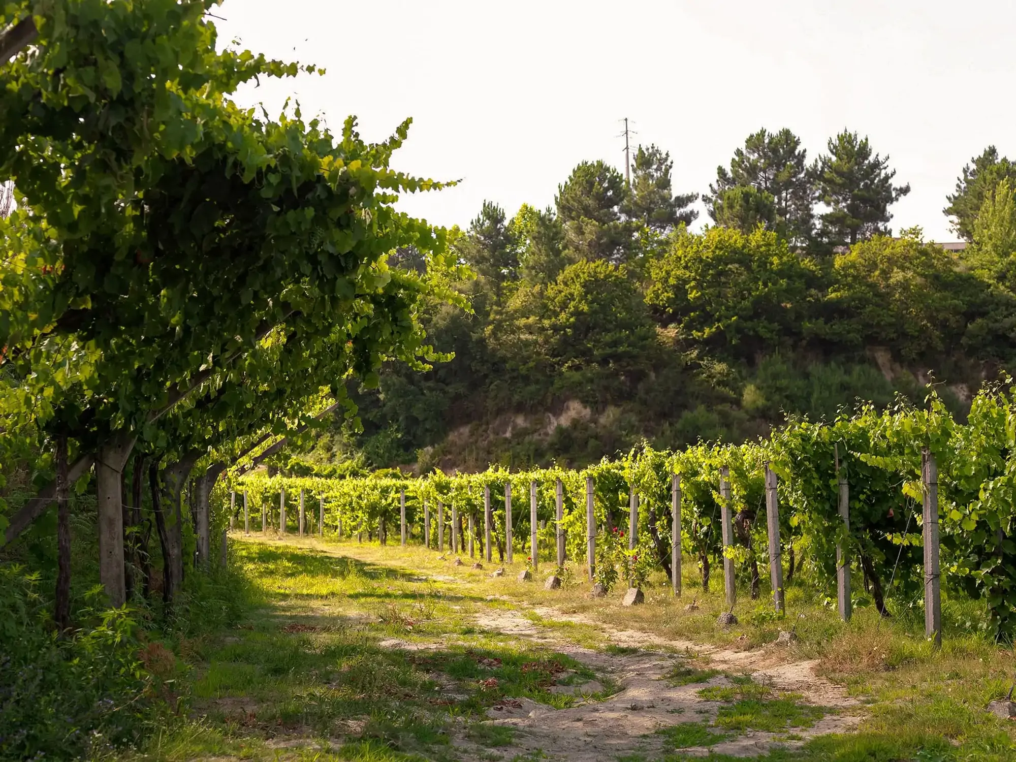 Quinta da Devesa