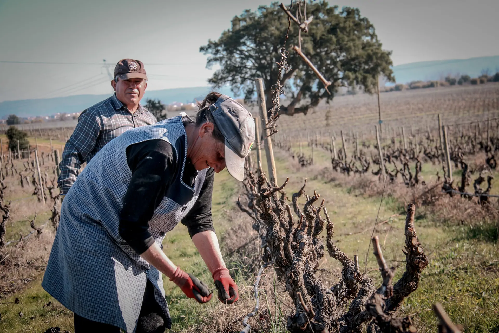 Pruning Experience (Seasonal Event)