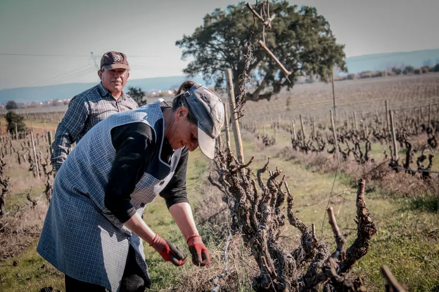 Experiência de Poda (Evento Sazonal)