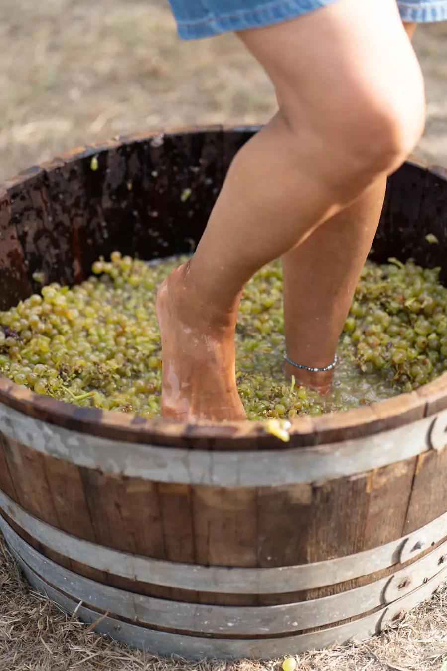 Um dia na Vindima (Evento Sazonal)