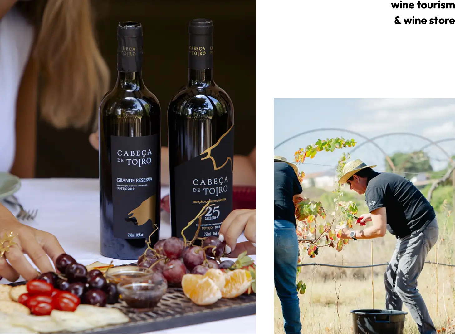 wine-tourism-e-wine-store-6-8.webp